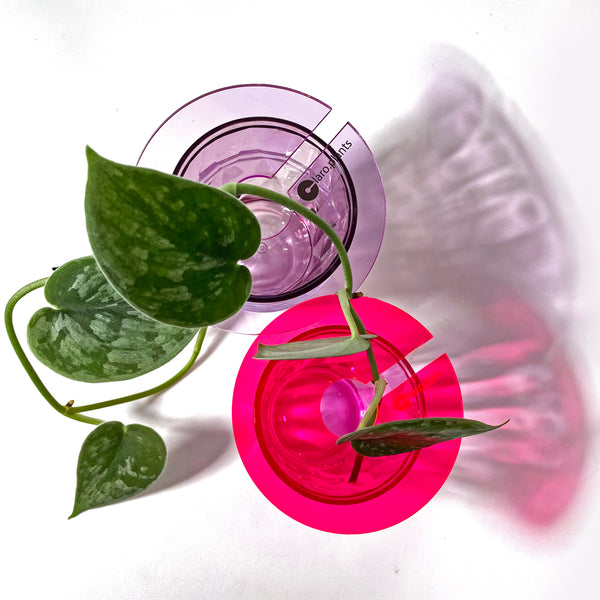 claroplants-pink