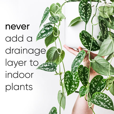 never-add-drainage-layer-indoor-potted-plants