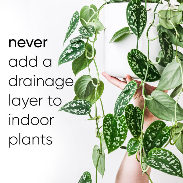 never-add-drainage-layer-indoor-plants-pots