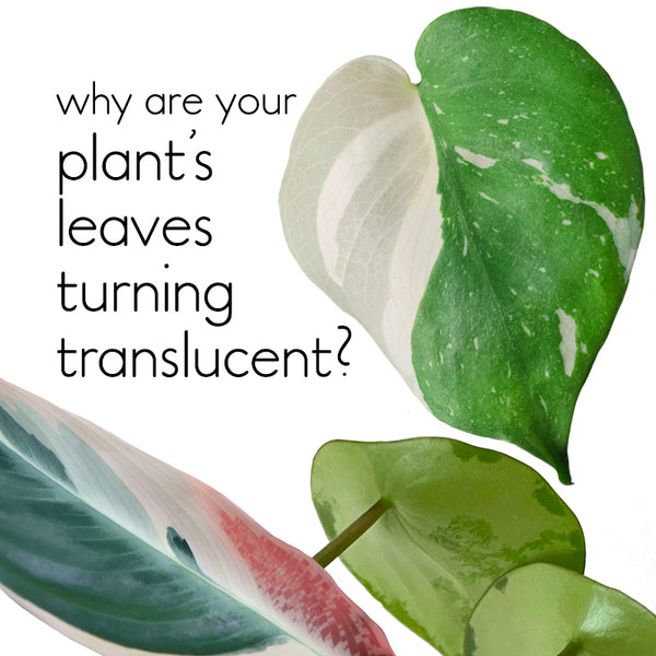 Why do plant's leaves turn translucent after watering? (what is edema –  lovethatleaf