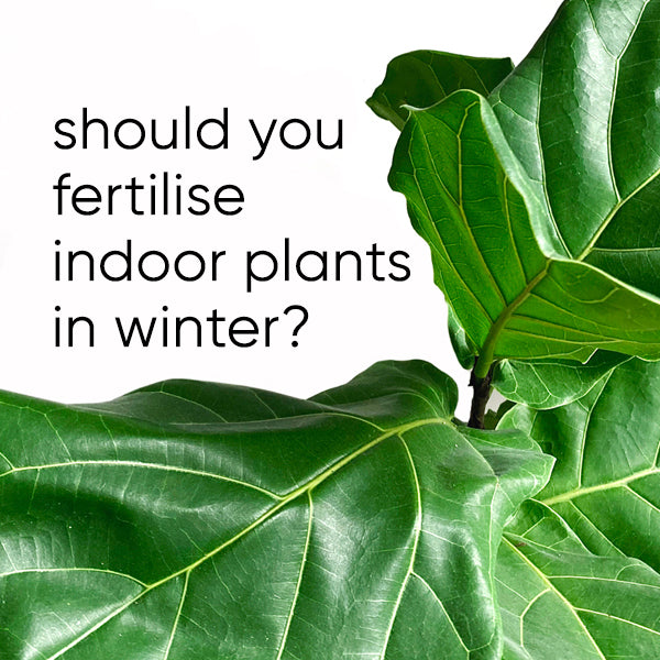 do-indoor-plants-need-fertiliser-winter