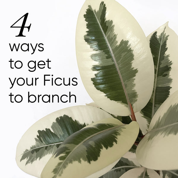 4-methods-to-get-ficus-to-branch-be-fuller