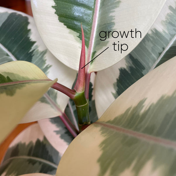 ficus-growth-tip-branch