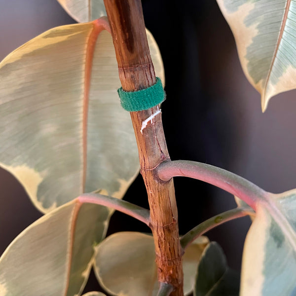 marked-stem-after-notching-ficus