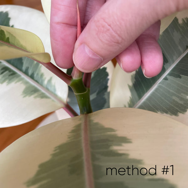 ficus-how-to-remove-the-growth-tip-to-branch-full