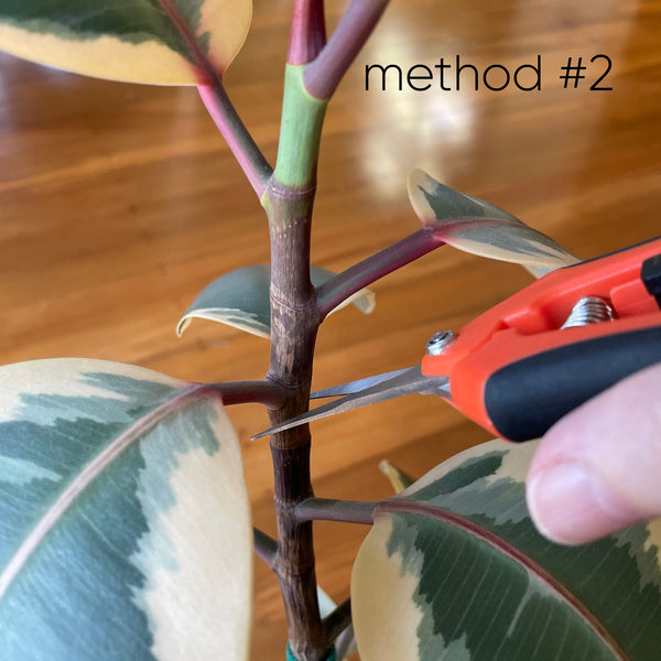 where-to-cut-ficus-to-propagate