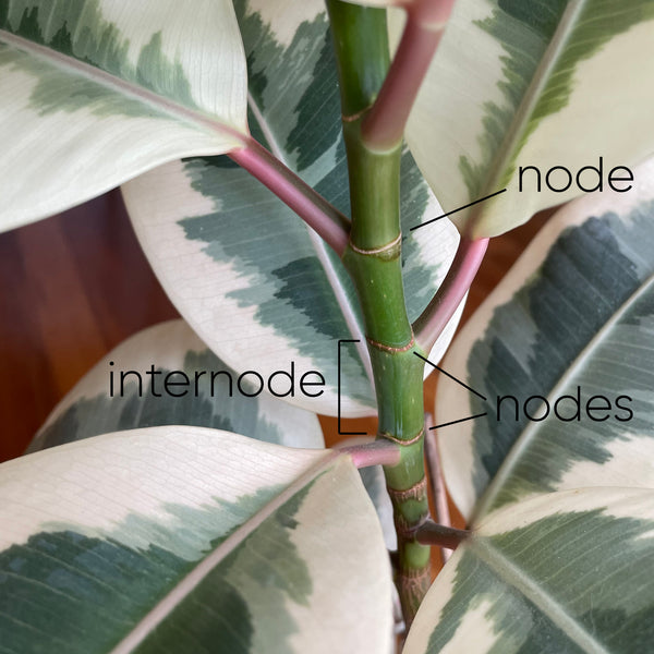 ficus-part-so-f-the-stem-showing-where-nodes-internodes-are