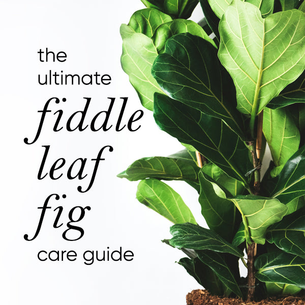 fiddle-leaf-fig-care-guide-ficus-lyrata