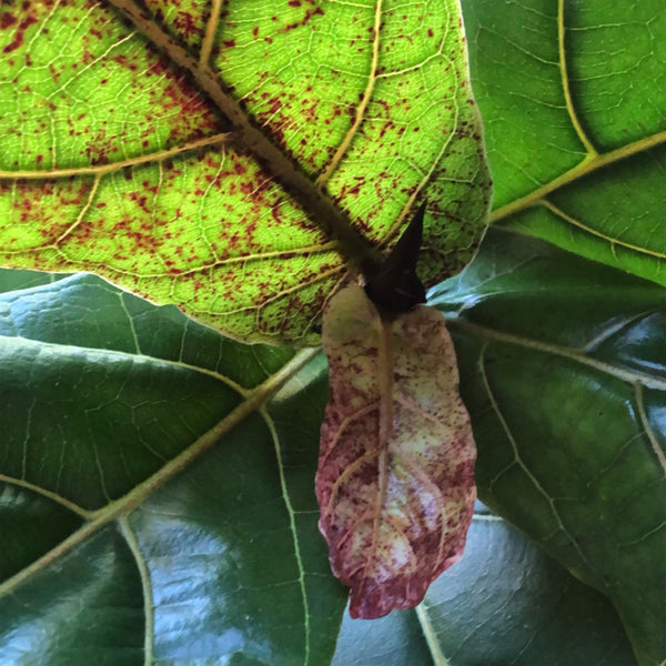 brown-spots-edema-fiddle-leaf-fig
