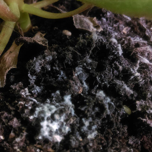 What's This White Mold in My Soil!?