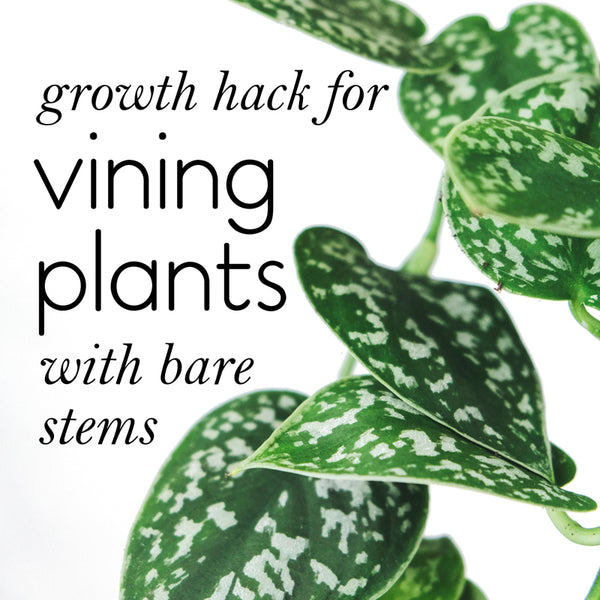 how-to-grow-bare-stems