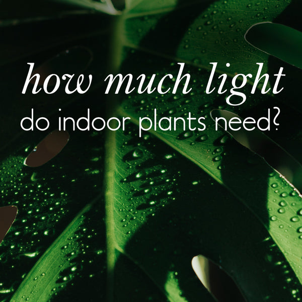 how-much-light-do-indoor-plants-need