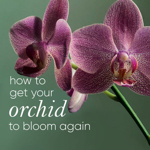 how-to-get-your-orchid-to-rebloom