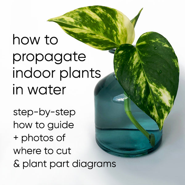 how-to-propagate-indoor-plants-water