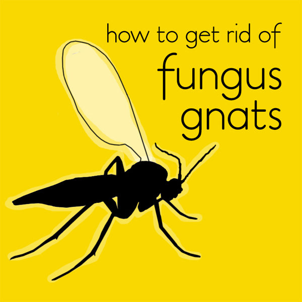 how to kill fungus gnats in indoor house plants