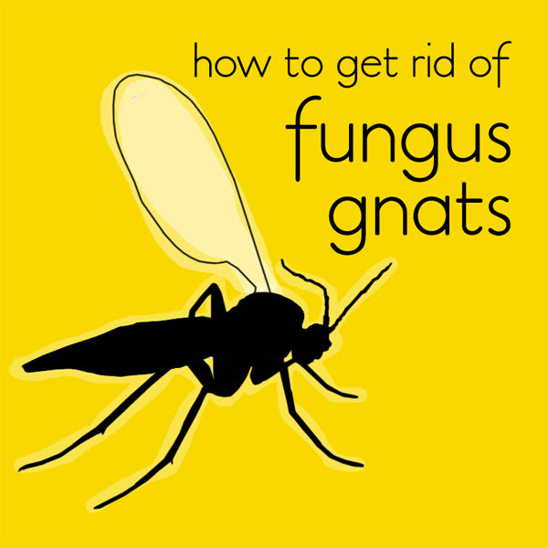 The easy way to get rid of Fungus Gnats on indoor plants (once and