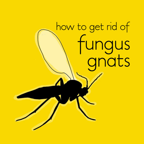 how-to-kill-fungus-gnats