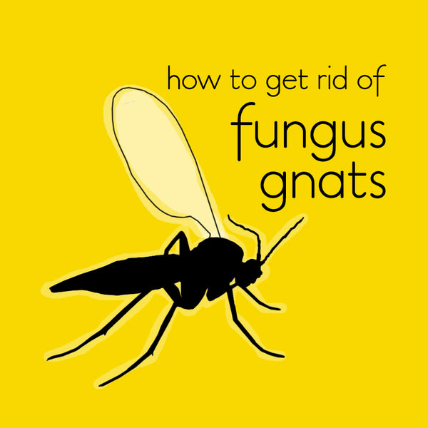 how-to-kill-fungus-gnats-indoor-house-plants