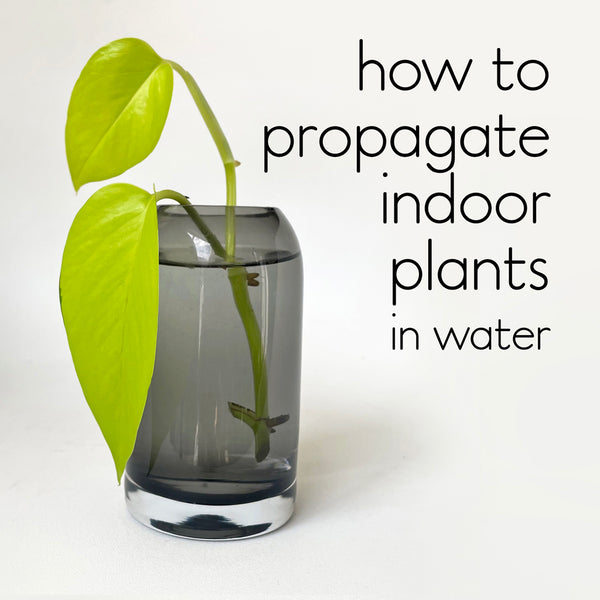 how to propagate indoor plants in water