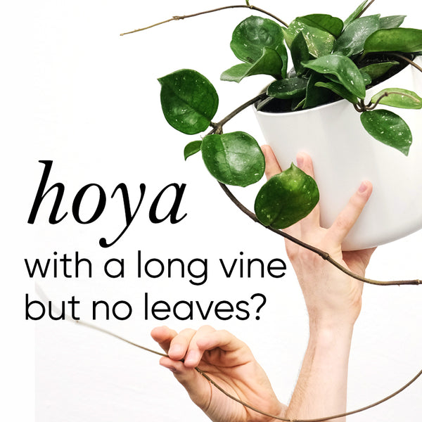 hoya-vine-no-leaves