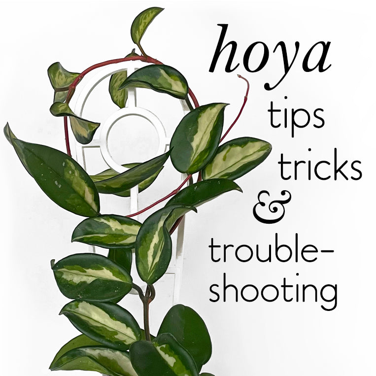 hoya-trouble-shooting-help-tips-tricks