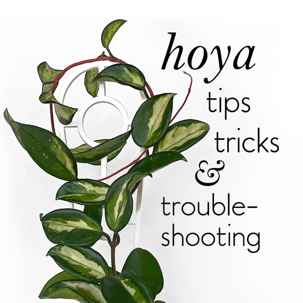 hoya-trouble-shooting