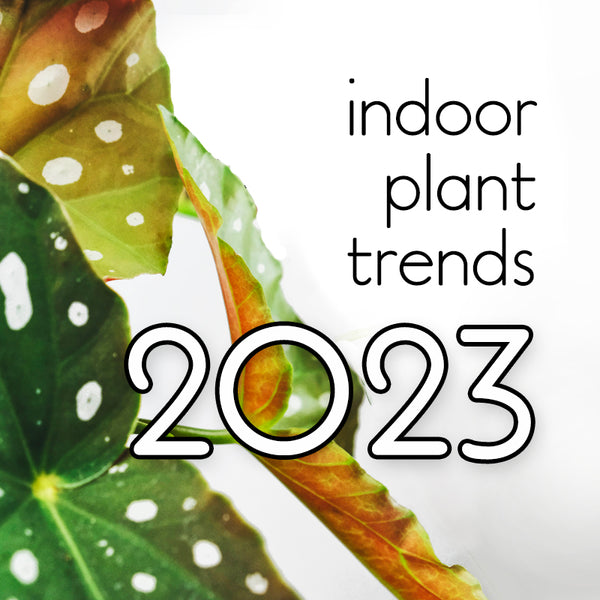 top-indoor-plant-houseplant-trends-2023