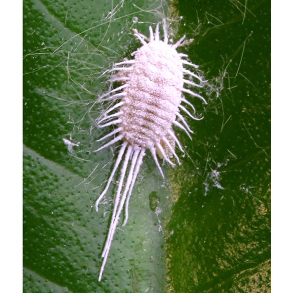 How To Get Rid Of Mealybug On Houseplants