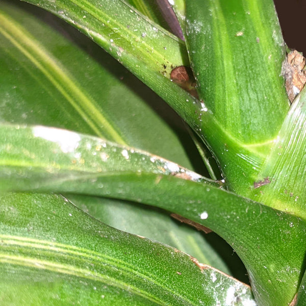 How to Get Rid of Bugs on Indoor Plants