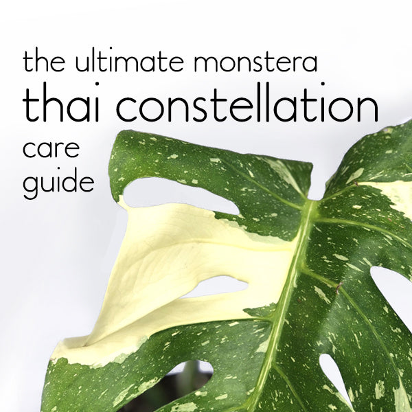 Thai Constellation Monstera - Live Plant in a 4 Inch Nursery Pot - Monstera  deliciosa 'Thai Constellation' - Extremely Rare Indoor Houseplant