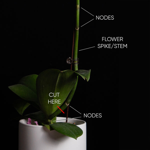 diagram-showing-where-to-cut-orchid-stem-after-flowering