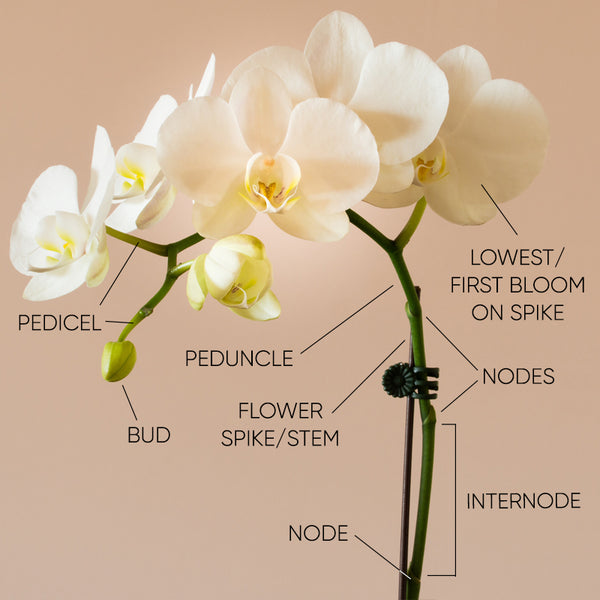 All About Orchid Roots and How to Deal With Them