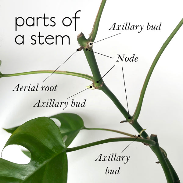 parts of a stem showing axillary buds node aerial roots