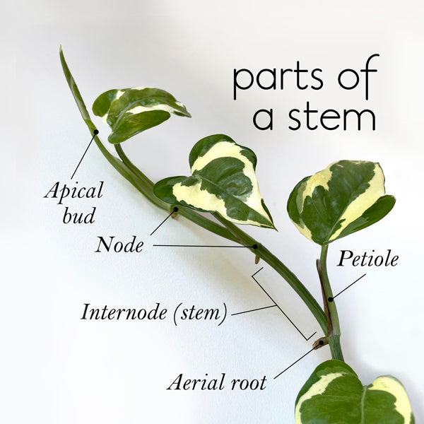 parts of a stem showing node internode aerial roots petiole