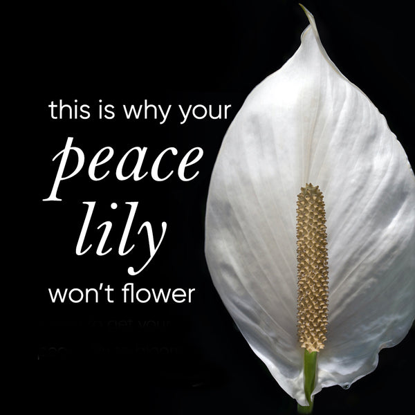why-peace-lily-won't-flower