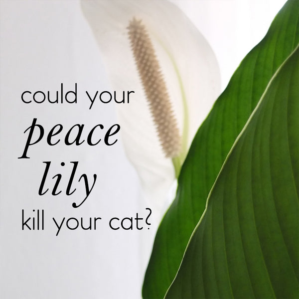 do-peace-lily-kill-cats-toxic-or-safe