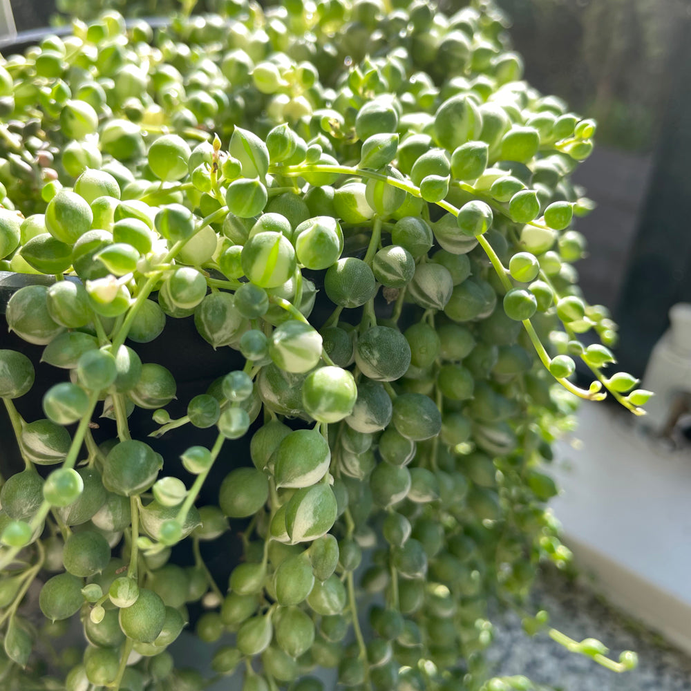 How to Grow and Care for a String of Pearls Plant