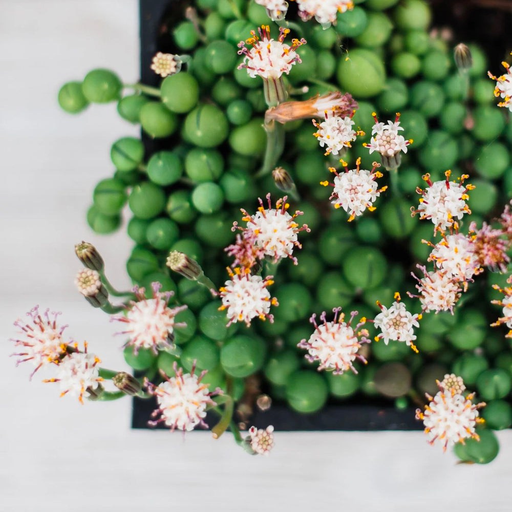 How to Rejuvenate a String of Pearls Plant