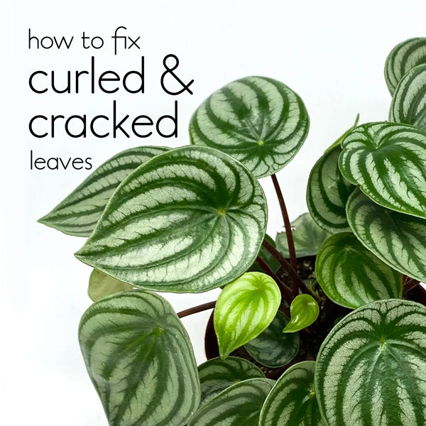 Why are your Watermelon Peperomia leaves curled, cracked and – lovethatleaf