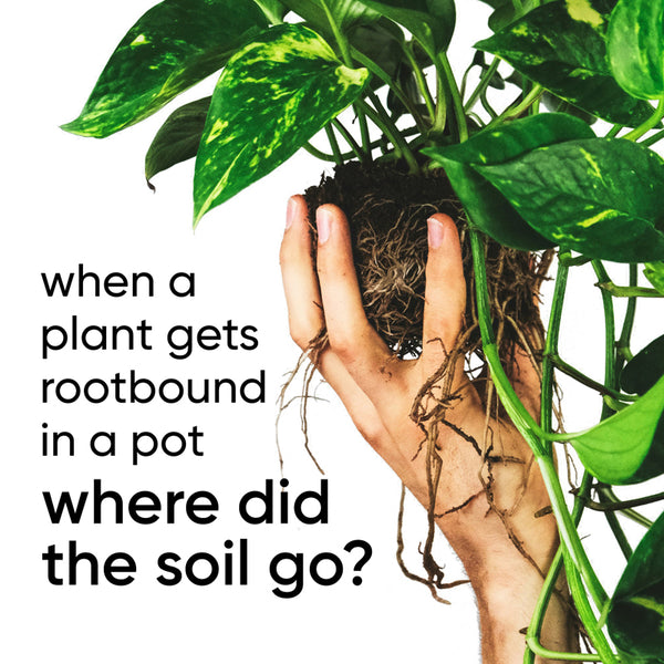 when-plant-rootbound-where-soil-go