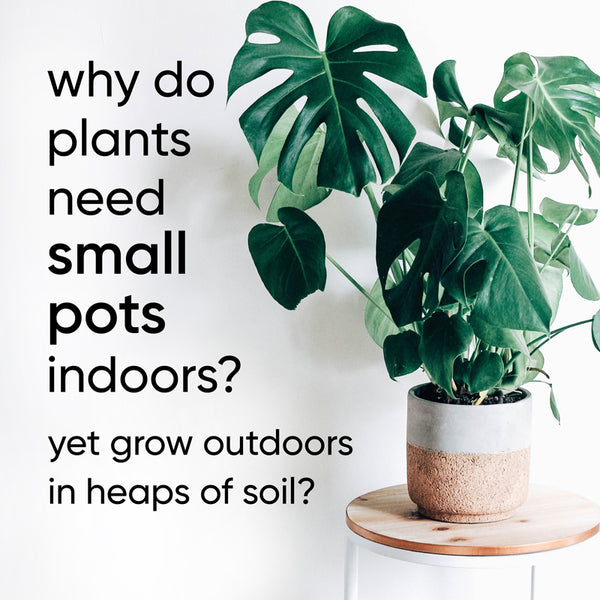 why-small-pots-indoor-house-plants-lots-soil-outdoors