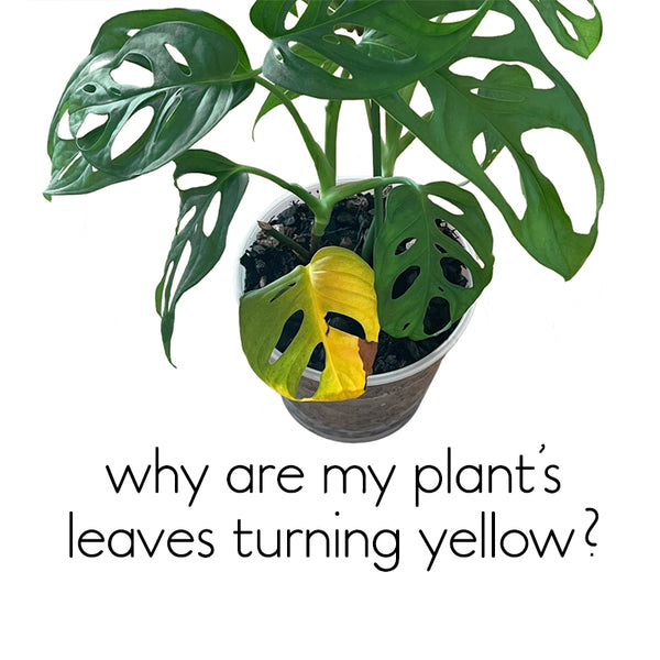 why-plants-leaves-turn-yellow