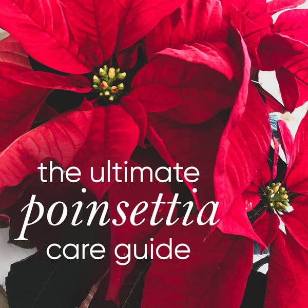 poinsettia-care-guide