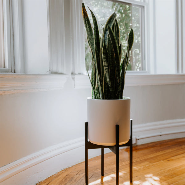 Snake Plant in a white pot on a plant stand sitting on a shiny wooden floow in a room with white walls and bright light coming in large windows
