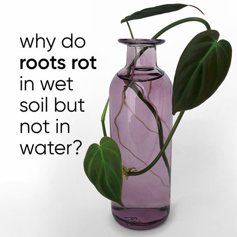 why-roots-rot-wet-soil-not-water