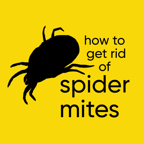 spider-mite-plant-treatment-guide