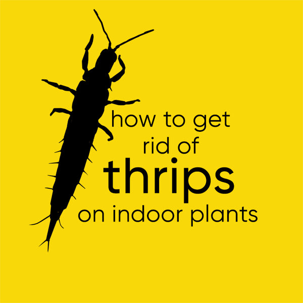 how-to-kill-thrips-indoor-plants