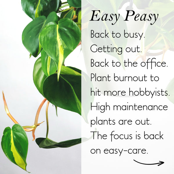 easy-plants-trends-2023