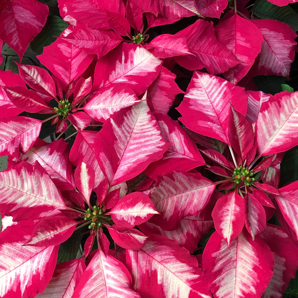 poinsettia