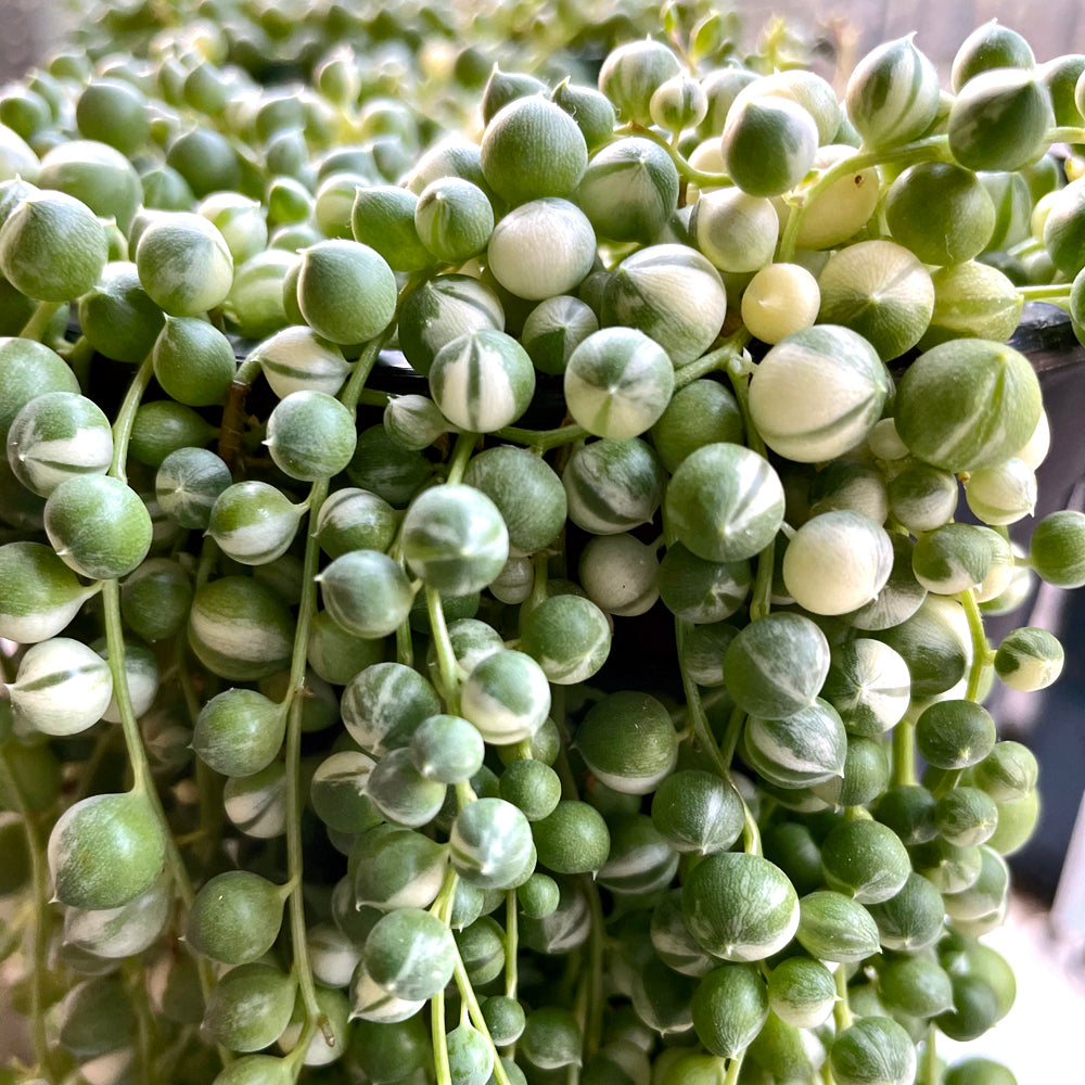 My string of pearls is thinning out. Stays indoor, receives indirect light  all day and we spray her with water 1x a week (little water). Tropical  climate. h a l p : r/IndoorGarden